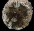Triassic Woodworthia Petrified Log - Zimbabwe #41495-1